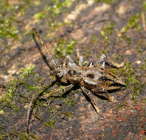 Ceraegidion