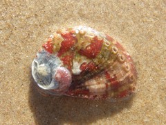 Haliotis coccoradiata