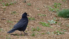 Corvus frugilegus