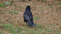 Corvus frugilegus