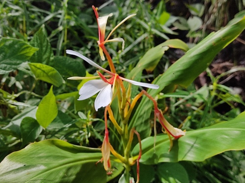 Hedychium venustum