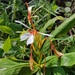 Hedychium venustum - Photo no rights reserved, uploaded by Adithyan A Saj