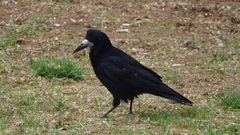 Corvus frugilegus