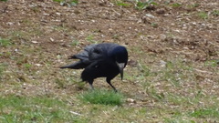Corvus frugilegus