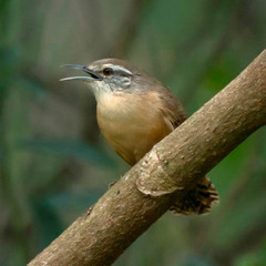 Long-Billed Wren photo 4