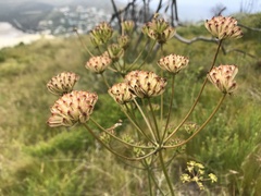 Annesorhiza macrocarpa