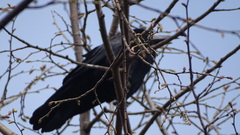 Corvus frugilegus