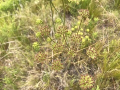Annesorhiza macrocarpa