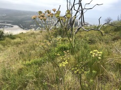 Annesorhiza macrocarpa