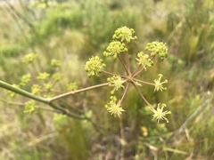 Annesorhiza macrocarpa
