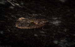 Cryptaspasma sordida