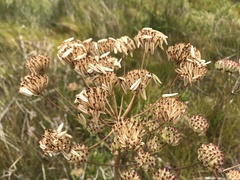 Annesorhiza macrocarpa