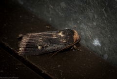 Proteuxoa testaceicollis