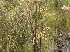 Annesorhiza macrocarpa