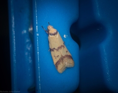 Heteroteucha anthodora