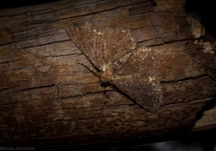 Paradromulia ambigua