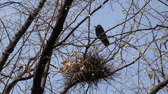 Corvus frugilegus