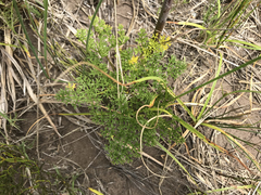 Annesorhiza macrocarpa