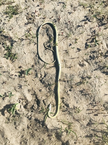 Stripe-bellied Sand Snake