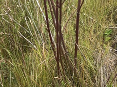 Annesorhiza macrocarpa