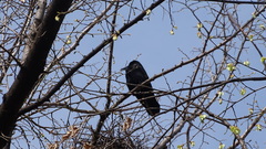 Corvus frugilegus