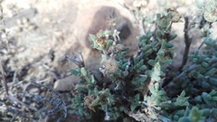 Trichodiadema decorum