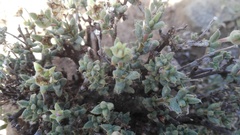 Trichodiadema decorum