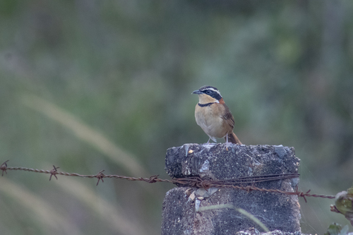 Collared Crescentchest