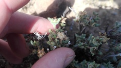 Trichodiadema decorum