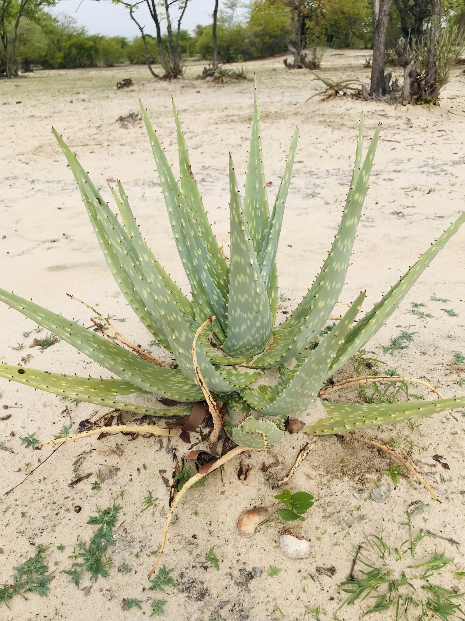 Aloe esculenta
