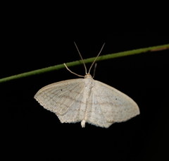 Scopula perlata