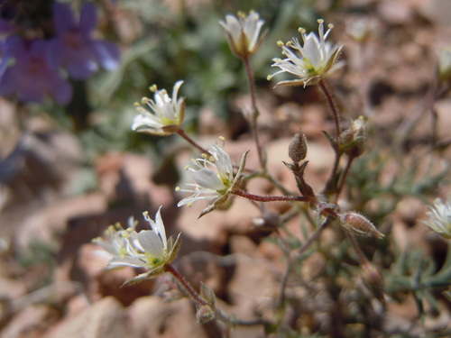 Nuttall's sandwort (Minuartia nuttallii)