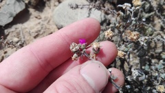 Trichodiadema decorum