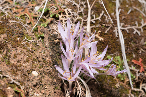 Colchicum pusillum