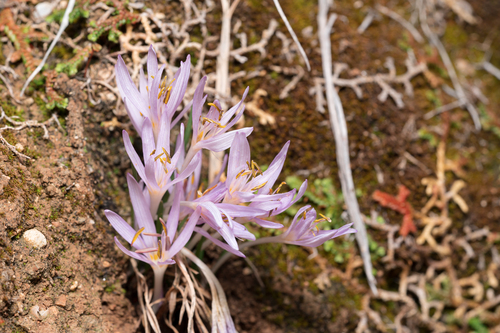 Colchicum pusillum