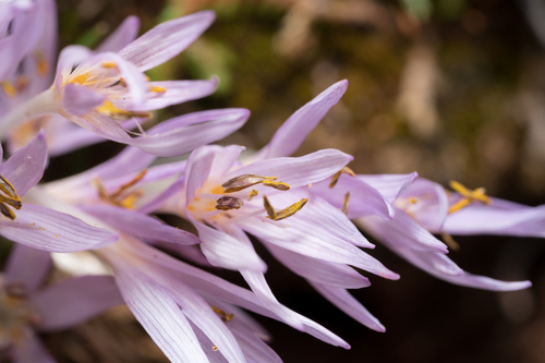 Colchicum pusillum