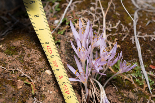 Colchicum pusillum