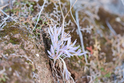 Colchicum pusillum
