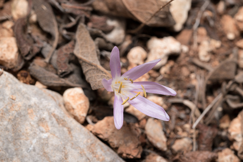 Colchicum pusillum