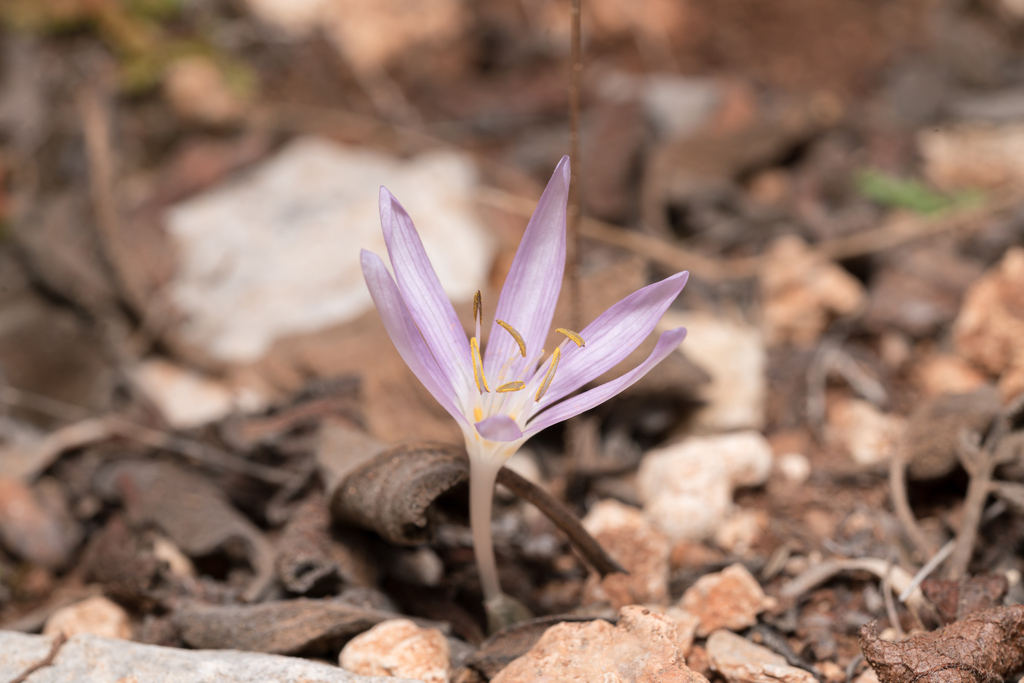 Colchicum pusillum, Περιφέρεια Νοτίου Αιγαίου, Ελλάδα