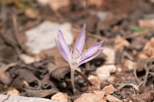 Colchicum pusillum