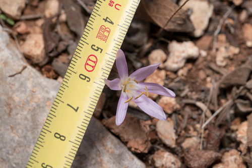 Colchicum pusillum