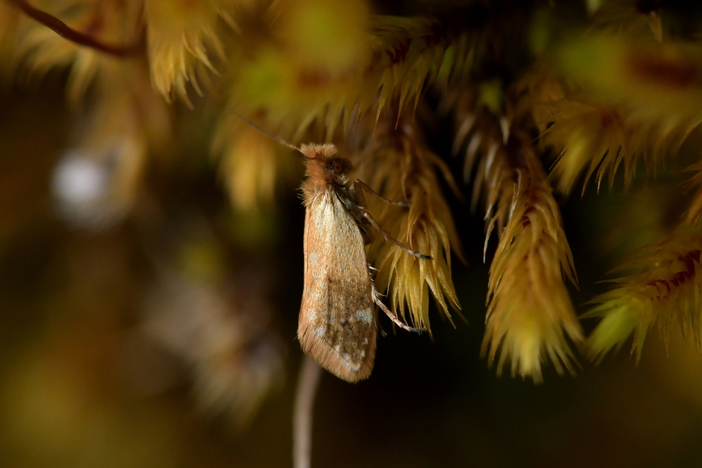 Sabatinca aemula