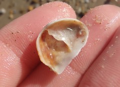 Bostrycapulus pritzkeri