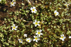 Oxalis dregei