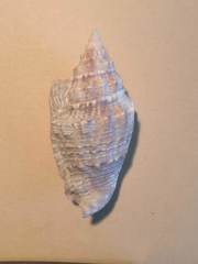 Euprotomus vomer