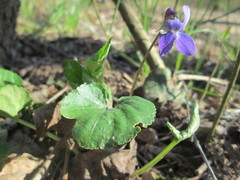 Viola hirta