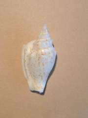 Ministrombus variabilis