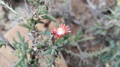 Delosperma multiflorum