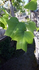 Liriodendron tulipifera